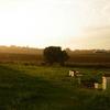 The Poyner bee yard during a light rain. In the middle left hand side of the picture you can see a bee flying. 
