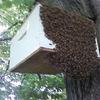 A swarm moving into a swarm trap. 