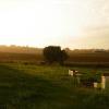 The Poyner bee yard during a light rain. In the middle left hand side of the picture you can see a bee flying. 
