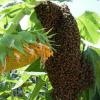A beautiful swarm. Photo by Desiree Poynor